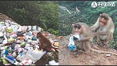 Monkey while carrying expired medicines and injection stock