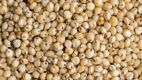 Sorghum prices high per quintal 6051 in Baramati Agricultural Produce Market Committee