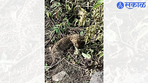 Leopard cubs found at Said settlement near 36 Chari in Chichondi Khurd