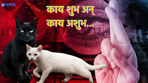 Hindu Beliefs About Cats