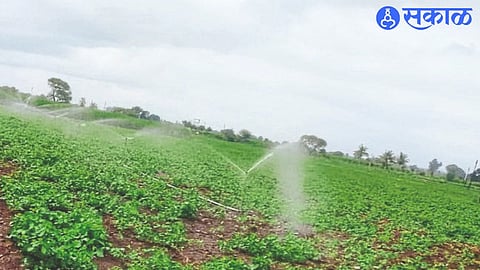 Due to heavy rains, farmers have to irrigate crops through frost irrigation.