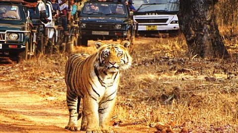 matkasur tiger forest tadoba andhari tiger reserve animal care sanjay karkare