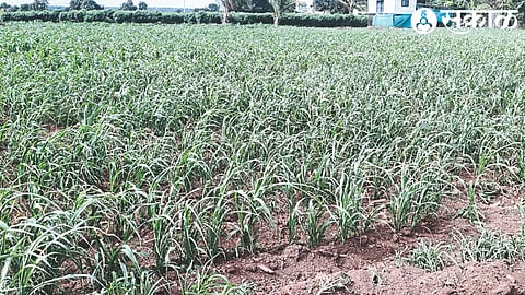 Maize crop failing due to lack of rain in Shiwar at Deola.