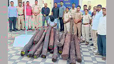 sandalwood seized