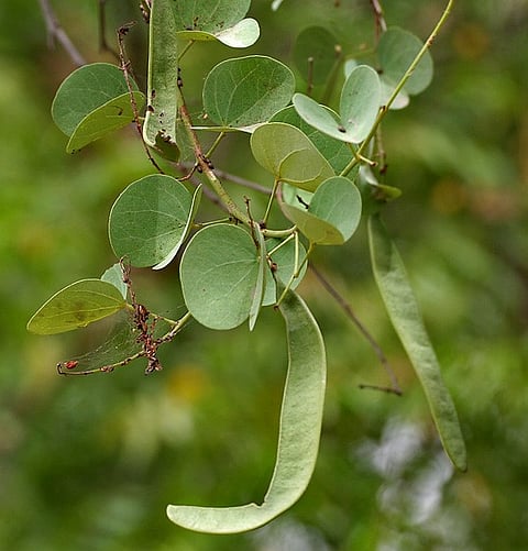 apta