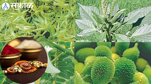 Inauguration of vegetable Rakhi festival tomorrow nashik news