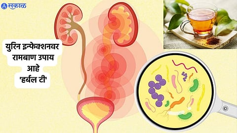 Herbal Tea For Urine Infection