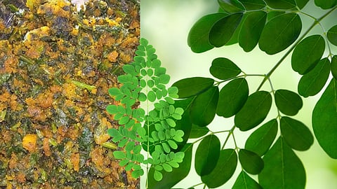 Shravan Special Recipe : बहुगुणी शेवग्याच्या पानांची भाजी कशी तयार करतात?