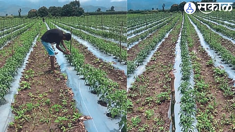 A farm laborer taking measures to prevent the load of chillies from falling on the branch and Chilli planted in the field.
