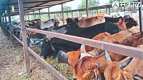 Cows and other animals in cow school at Nilgavan