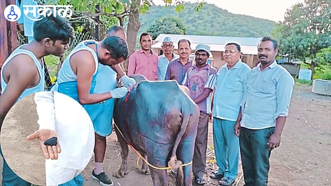 70 gram stone removed in 3 hours of surgery from buffalo dhule news