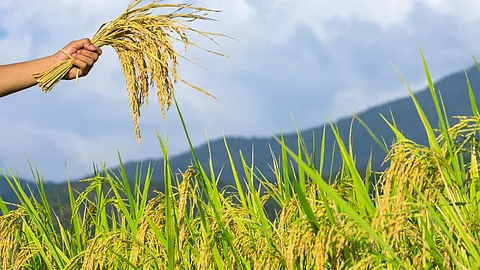 chatrapati sambhaji nagarFarmers will get crop insurance at least thousand rupees Crop insurance