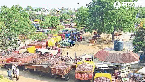 Arrival of onion in market committee at Nampur.