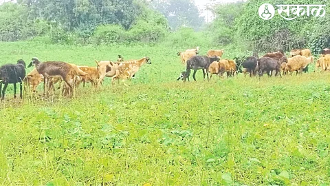 Patalagat (New Path) Sheep left in Sudam Jadhav's farm