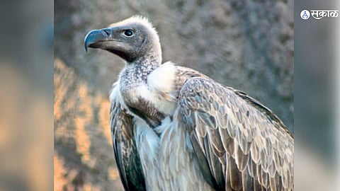 to save vultures aceclofenac and ketoprofen to be banned in india