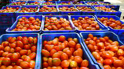 solapur tomato 6 rs per kg farmer agriculture