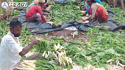 demand of radish increase in surat shahada dhule news