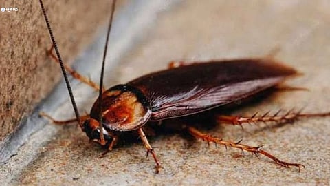cockroach anxiety news