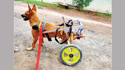 Dog Wheel Chair
