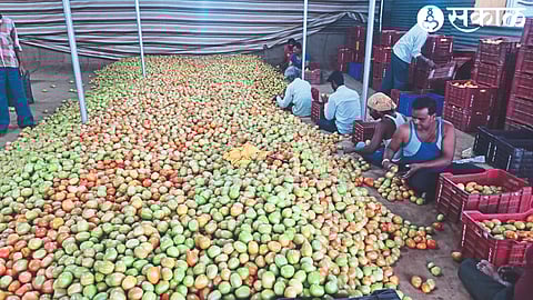 Arrival of tomatoes in market committee.