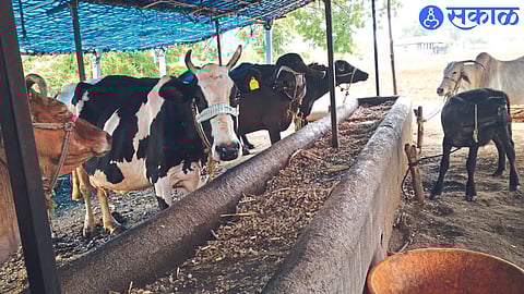 Dhule Drought News : जायेल देव पोयाले परत येस म्हणे..! दुभत्या पशुधनाला चाराटंचाईची झळ