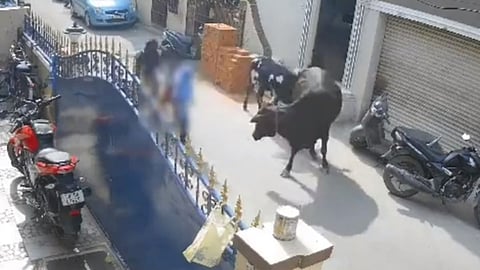 cow attack