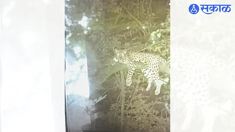 A photo of a leopard found on Jaibhavani Road went viral. The forest department has said that this photo is from the other side.