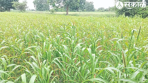 Kharif crops are stuck in flower due to lack of rain for a month.