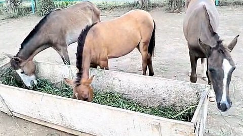 Animal Rahat sangli Vishrambag Police