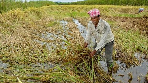 farmer agricultural