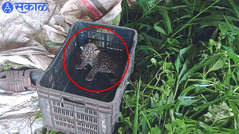 A leopard cub found in a sugarcane field.
