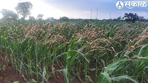 Only 33 percent of rainfall in yeola nashik news