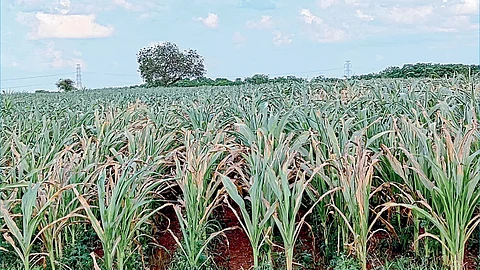 Agriculture : उन्हाने करपलं रान देवा, जळलं शिवार...!