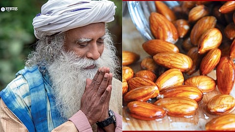 मद्यापेक्षाही बदामामुळे यकृताचं होऊ शकते मोठे नुकसान, सदगुरूंनी सांगितली सेवनाची योग्य पद्धत