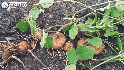 Stephania vine found in sakri dhule news