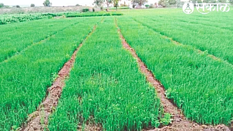 No one is ready to buy onion plant due to lack of rain.