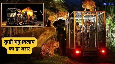 Night Jungle Safari India