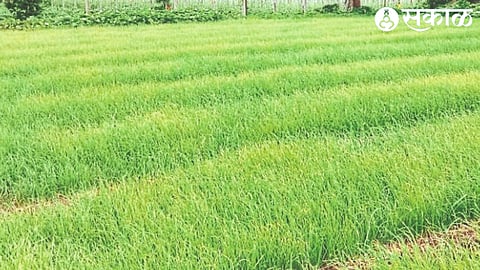 Onion seedlings ready for planting