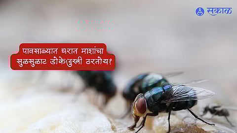 Why Flies Enter House