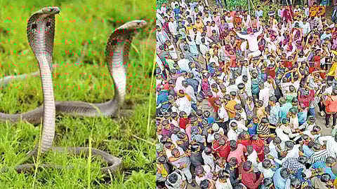 Nagpanchami celebrated in Shirala