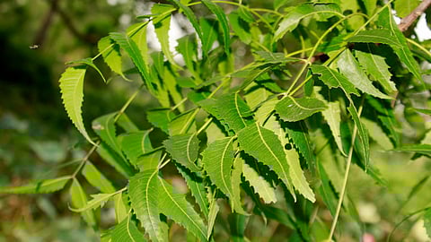 Neem Leaves