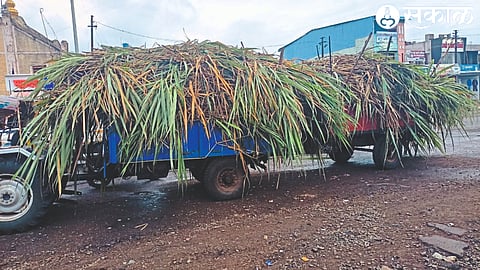 A tractor carrying sugarcane straw to feed the animals