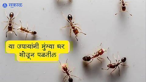 Ants Control: lal and kali mungi upay