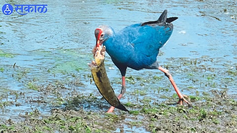 purple hen eating fish in nandur madhyameshwar Bird Sanctuary nashik news