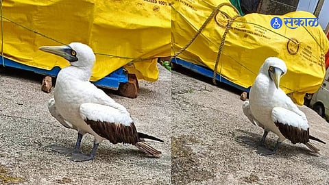 Masked booby bird spotted in murud korlai beach raigad