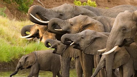 Elephants Dodamarg Taluka