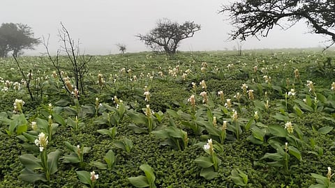 Flower Season Kaas Plateau