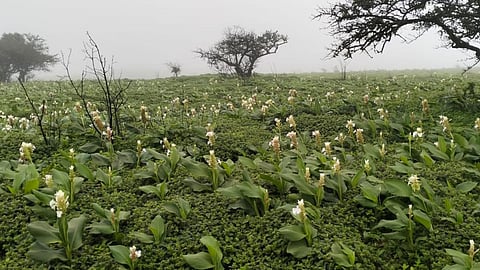 Flower Season Kaas Plateau