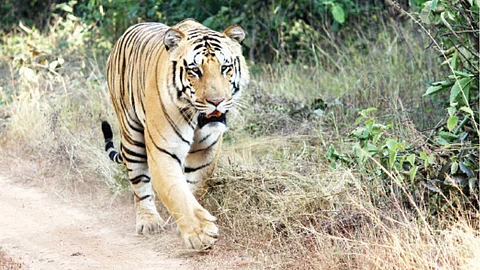 Jai Tiger