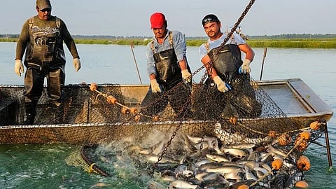 Mumbai Karanja new fish market alternative Sassoon Doc Parvani gourmets